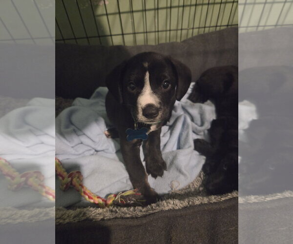 Medium Photo #2 Labrador Retriever-Unknown Mix Puppy For Sale in Plainfield, IL, USA