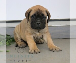 Bullmastiff Puppy for sale in NEW HOLLAND, PA, USA