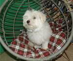 Small Photo #25 Maltese Puppy For Sale in PATERSON, NJ, USA