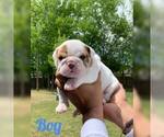 Small Photo #1 Bulldog Puppy For Sale in BRKN ARW, OK, USA