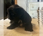 Puppy Mitzy Shih Tzu