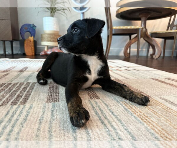 Medium Photo #3 Mutt Puppy For Sale in Royal Palm Beach, FL, USA