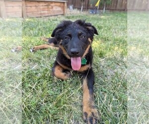 Shepweiller Dogs for adoption in Davis, CA, USA