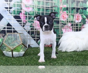 Boston Terrier Puppy for sale in MARIETTA, GA, USA