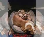 Small Photo #18 Bulldog Puppy For Sale in GIBSONIA, PA, USA