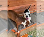 Small #2 American Pit Bull Terrier Mix