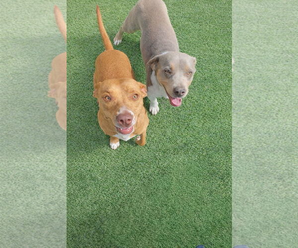 Medium Photo #4 Dachshund-Staffordshire Bull Terrier Mix Puppy For Sale in La Verne, CA, USA