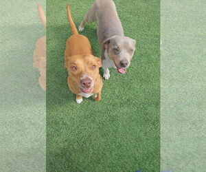 Maya - Female Dachshund-Staffordshire Bull Terrier Mix Dog for Adoption - Photo #4