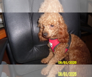 Poodle (Toy) Puppy for sale in DULUTH, GA, USA