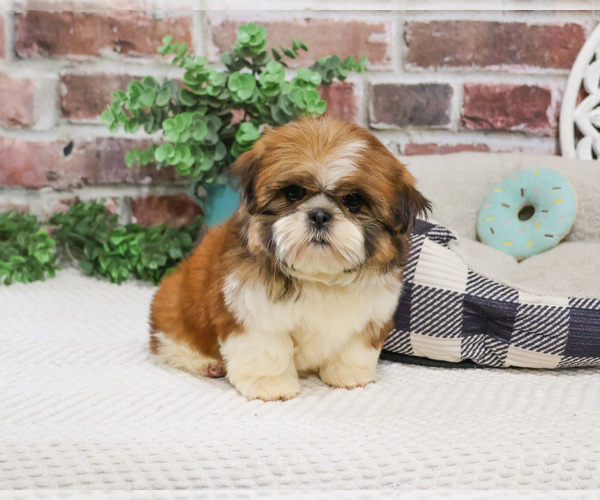 Medium Photo #1 Shih Tzu Puppy For Sale in SYRACUSE, IN, USA