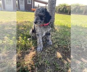 Aussiedoodle-Poodle (Standard) Mix Puppy for sale in OLYMPIA, WA, USA