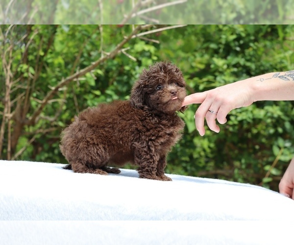 Medium Photo #24 ShihPoo Puppy For Sale in DYERSBURG, TN, USA