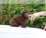 Small #23 ShihPoo