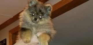 Pomeranian Puppy for sale in KENDALLVILLE, IN, USA