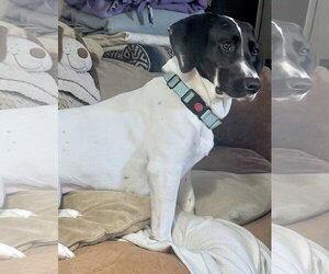 Pickle (Sacramento) - Female Basset Hound-Unknown Mix Dog for Adoption - Photo #9