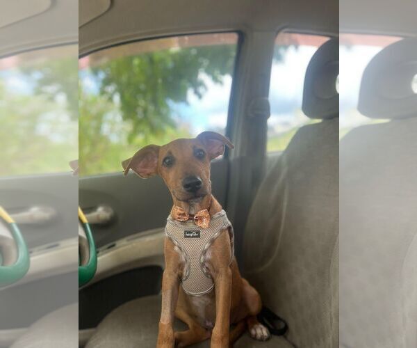 Medium Photo #2 Mutt Puppy For Sale in miami, FL, USA