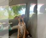 Small #1 Mutt