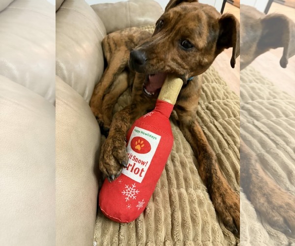 Medium Photo #3 Plott Hound-Unknown Mix Puppy For Sale in Sandy, UT, USA