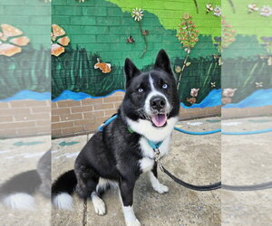 Ace - Male Border Collie-Siberian Husky Mix Dog for Adoption