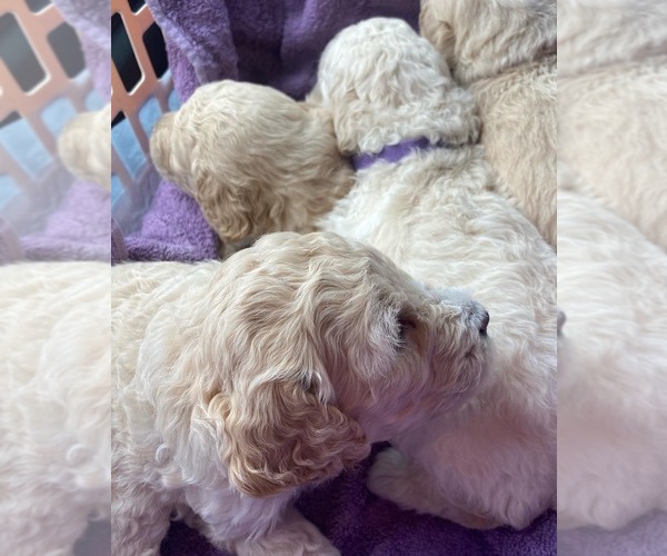 Medium Photo #2 Poodle (Standard) Puppy For Sale in SOUTHAVEN, MS, USA