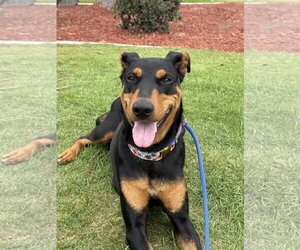 Jessie Adoption Pending! - Female Mutt Dog for Adoption - Photo #4