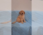 Small Photo #5 Goldendoodle Puppy For Sale in VAIL, AZ, USA