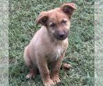 Small #1 Retriever  Mix