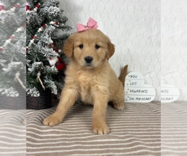 Medium Photo #7 Golden Retriever Puppy For Sale in GREENFIELD, IN, USA