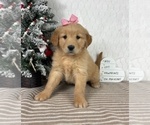 Small #6 Golden Retriever