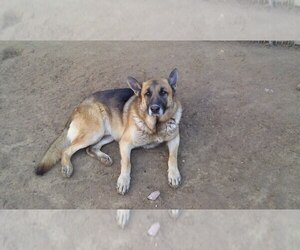 Father of the German Shepherd Dog puppies born on 04/16/2025