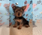 Small #2 Yorkshire Terrier