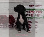 Small Photo #19 Great Dane Puppy For Sale in IUKA, IL, USA