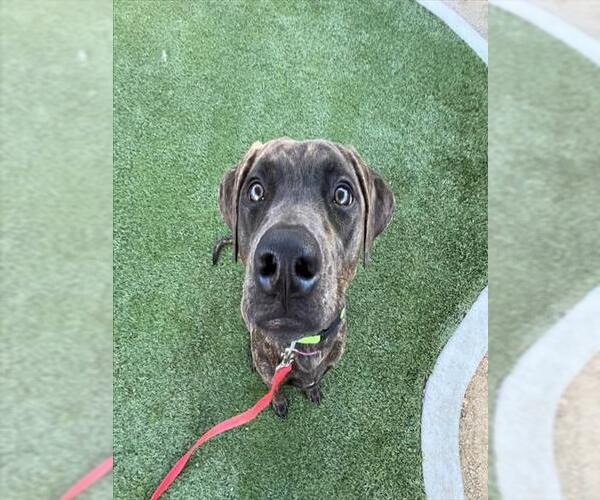 Medium Photo #1 Doberman Pinscher-Unknown Mix Puppy For Sale in Las Vegas, NV, USA