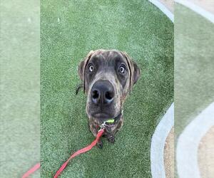 Doberman Pinscher-Unknown Mix Dogs for adoption in Las Vegas, NV, USA