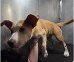 Small American Staffordshire Terrier Mix