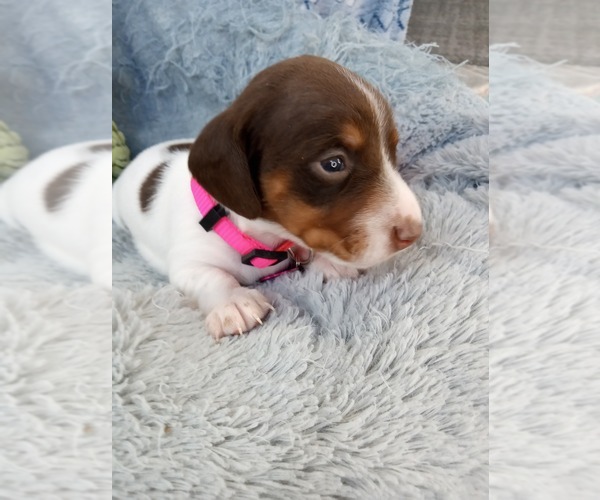 Medium Photo #1 Dachshund Puppy For Sale in COFFEYVILLE, KS, USA