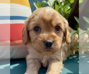 Cavapoo (Miniature) Puppy for Sale in WAUSEON, Ohio USA