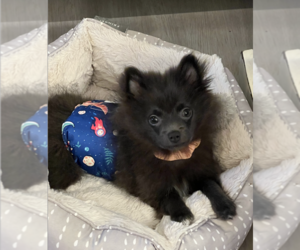 Pomeranian Puppy for sale in FLOWOOD, MS, USA