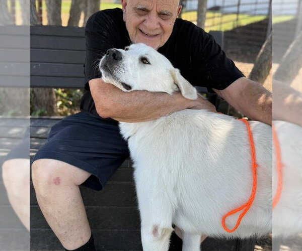 Medium Photo #9 Great Pyrenees Puppy For Sale in Spring, TX, USA