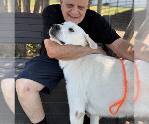 Rocco - Male Great Pyrenees Dog for Adoption - Photo #9