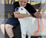 Small #8 Great Pyrenees