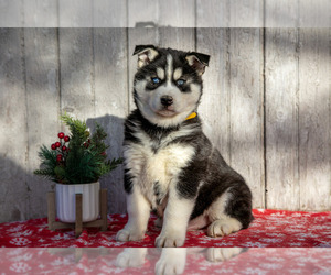 Siberian Husky Litter for sale in LANCASTER, PA, USA
