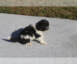 Small Photo #2 Zuchon Puppy For Sale in BLOOMINGTON, IN, USA