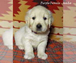 Golden Retriever Litter for sale in CLANTON, AL, USA