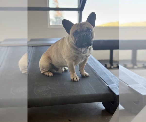 Medium Photo #1 French Bulldog Puppy For Sale in MISSION VIEJO, CA, USA