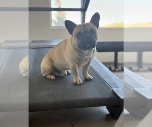 Father of the French Bulldog puppies born on 06/05/2025