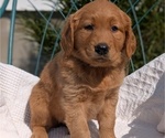 Small #1 Golden Retriever