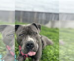 Small #23 American Staffordshire Terrier