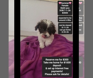 Maltipoo (Toy) Puppy for sale in TUCSON, AZ, USA