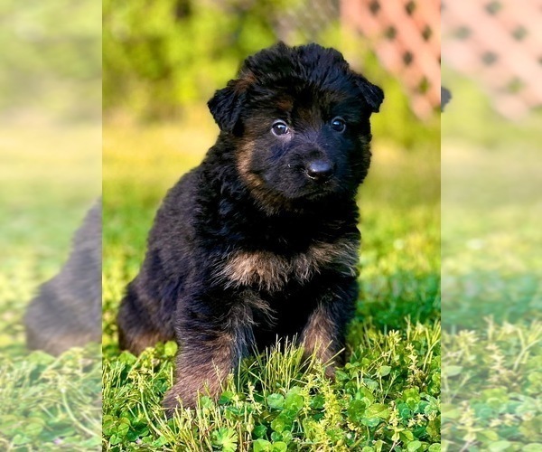 Medium Photo #4 German Shepherd Dog Puppy For Sale in GADSDEN, AL, USA